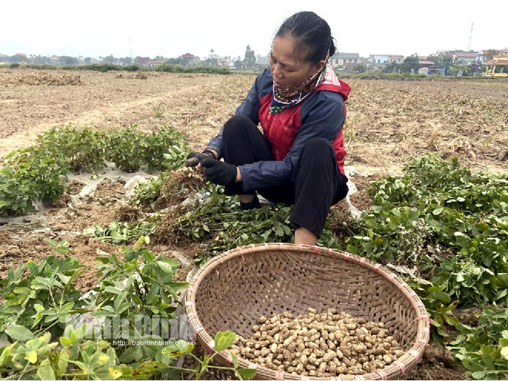 Vụ lạc đông ở Yên Mô: Nông dân phấn khởi vì được giá