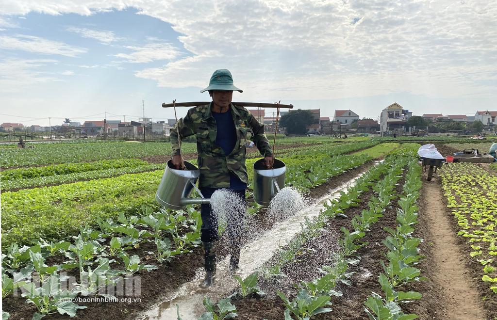 Rau vụ đông được giá, nông dân phấn khởi