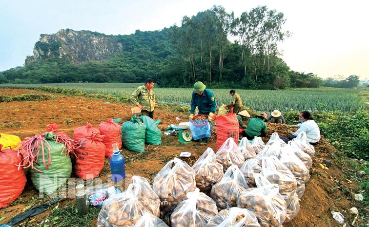 Nông dân thành phố Tam Điệp tập trung thu hoạch củ từ
