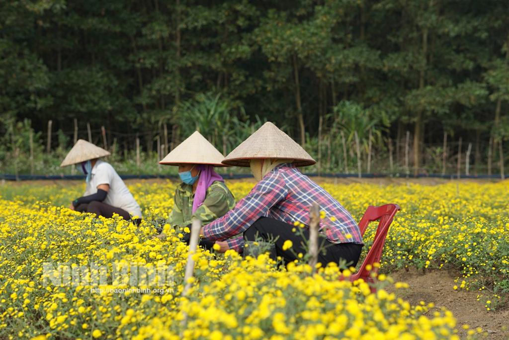 Rộn ràng thu hoạch cúc tiến Vua làm trà