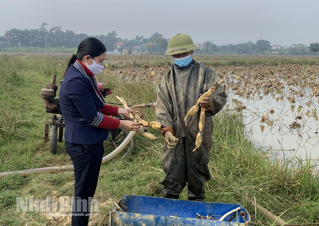 Mô hình trồng sen Nhật lấy củ cho hiệu quả kinh tế cao