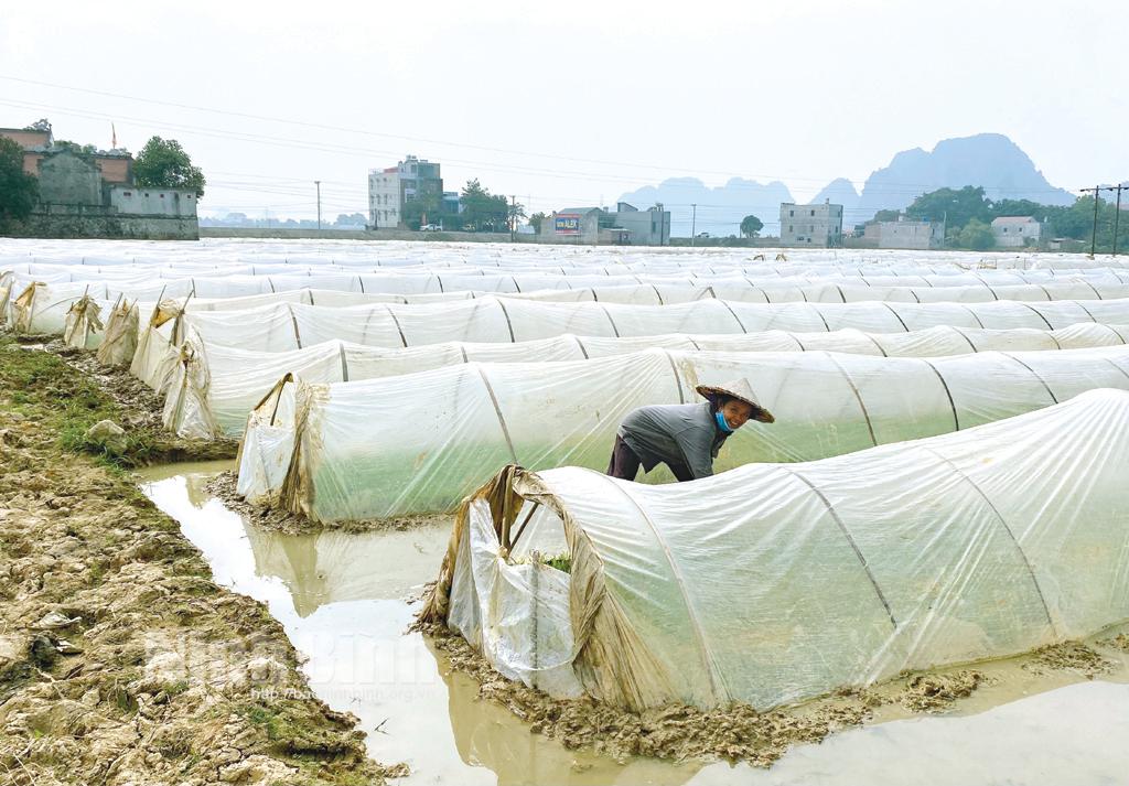 Nông dân Nho Quan tập trung xuống giống trà lúa Đông Xuân sớm
