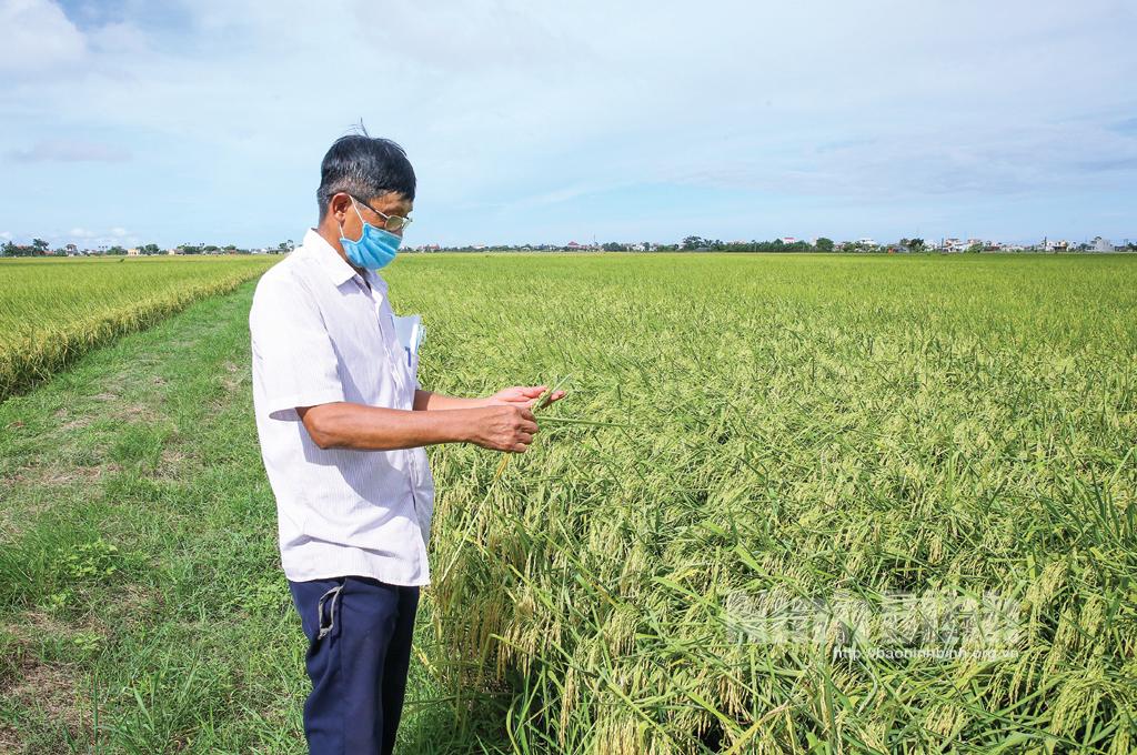 Triển vọng giống lúa ST25 ở Ninh Bình