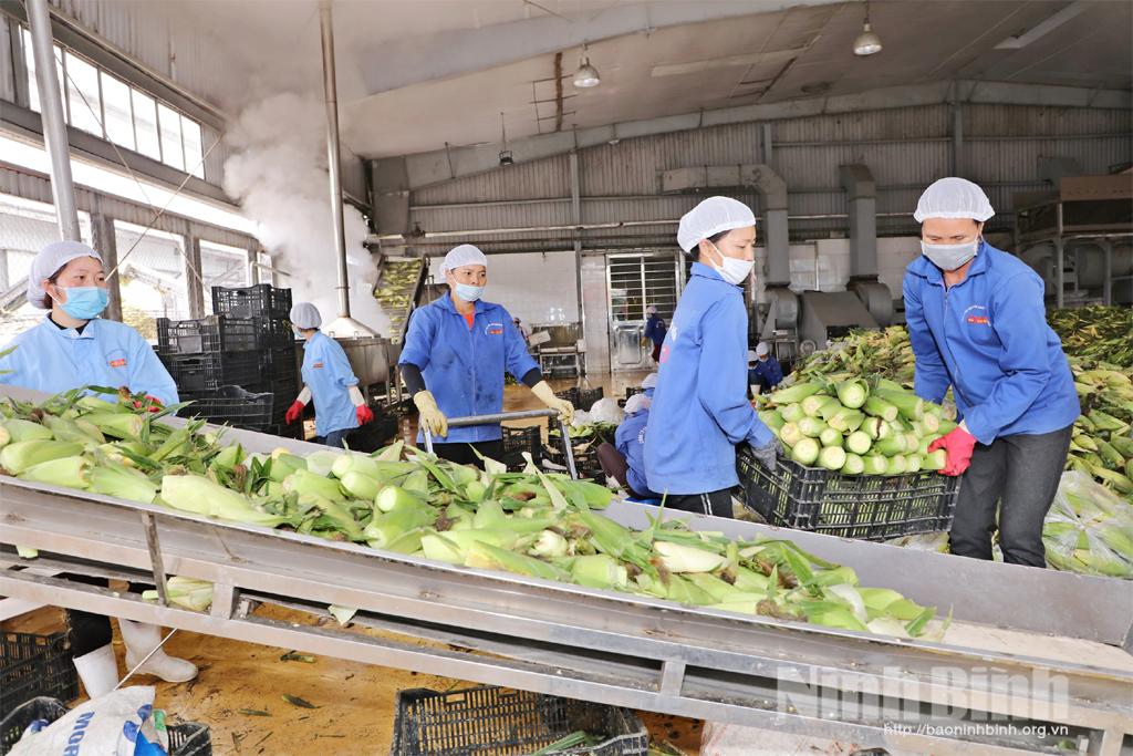 Hướng đến sản xuất nông nghiệp bền vững