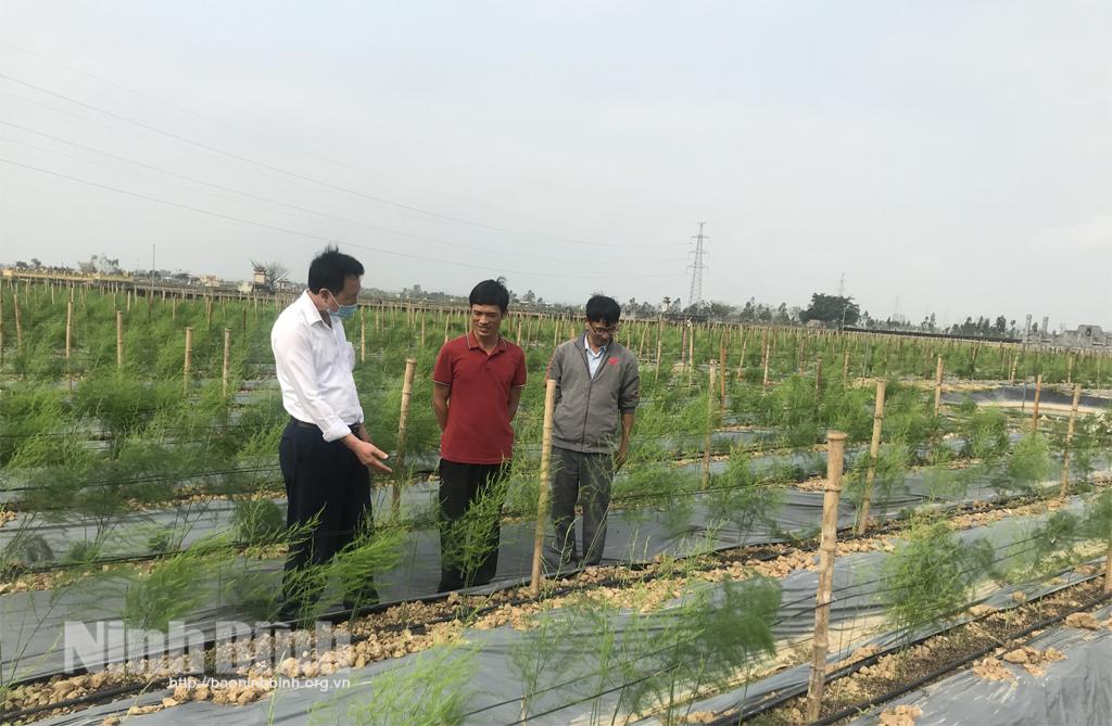 Bỏ xưởng cơ khí để khởi nghiệp với… măng tây