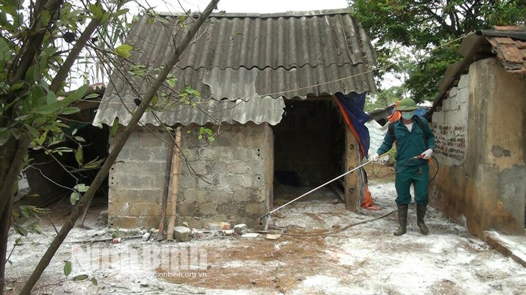Không chủ quan với bệnh viêm da nổi cục trên trâu bò