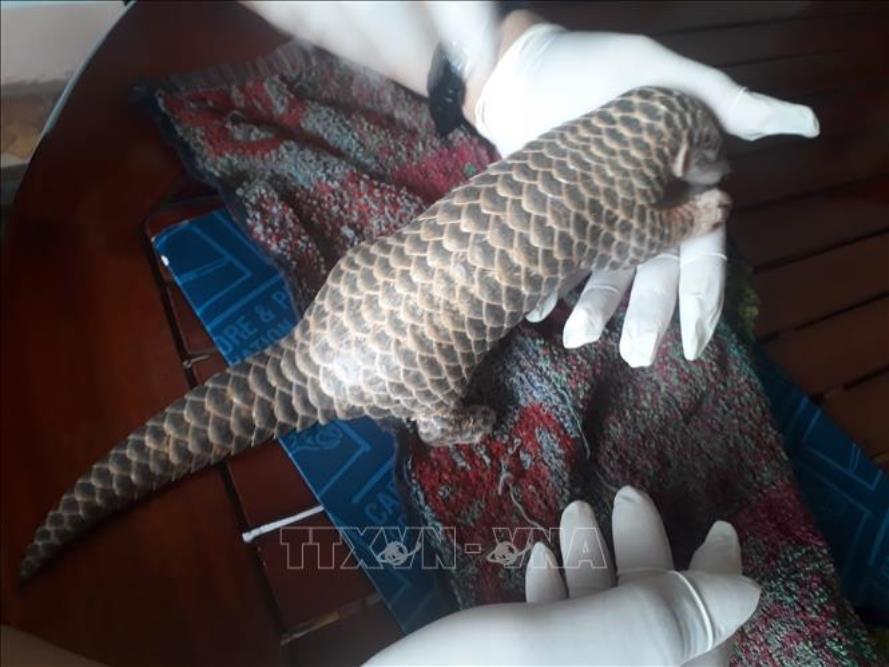 Bàn giao con tê tê vàng quý hiếm cho Vườn quốc gia Cúc Phương