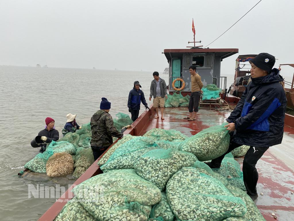 Kỳ 2 - Nuôi ngao vùng bãi triều: Phát triển nghề nuôi ngao theo hướng bền vững