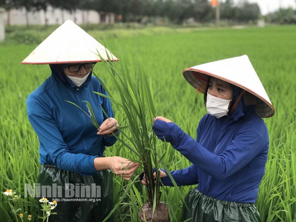 Tập trung cho cao điểm phòng trừ sâu bệnh hại lúa đông xuân