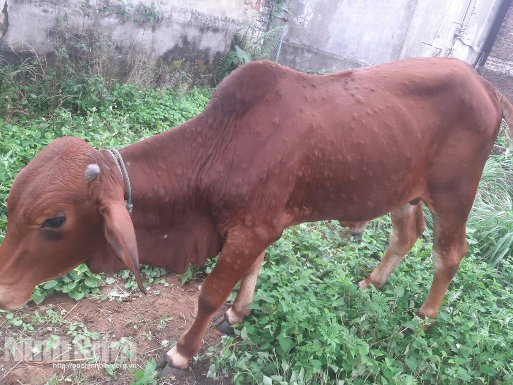 Bệnh viêm da nổi cục trên trâu bò đã xuất hiện tại 6/8 huyện, thành phố