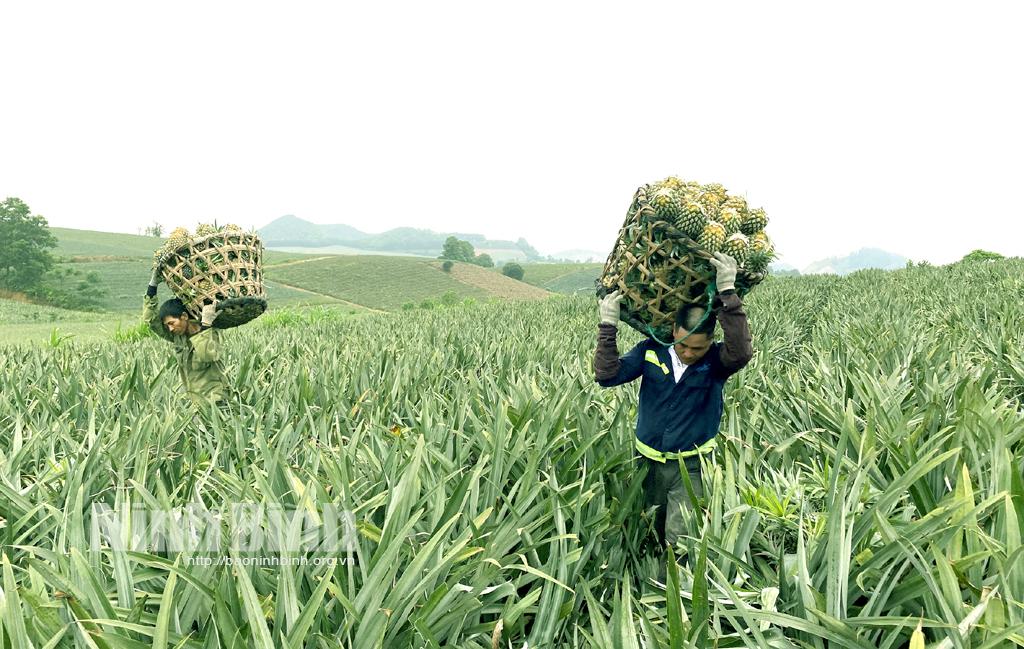 Tam Điệp: Dứa được mùa, được giá, nông dân lãi đậm