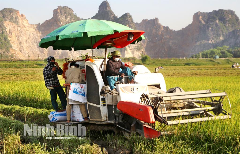 Nho Quan: Đẩy nhanh tiến độ thu hoạch lúa ngoài đê tránh lũ tiểu mãn