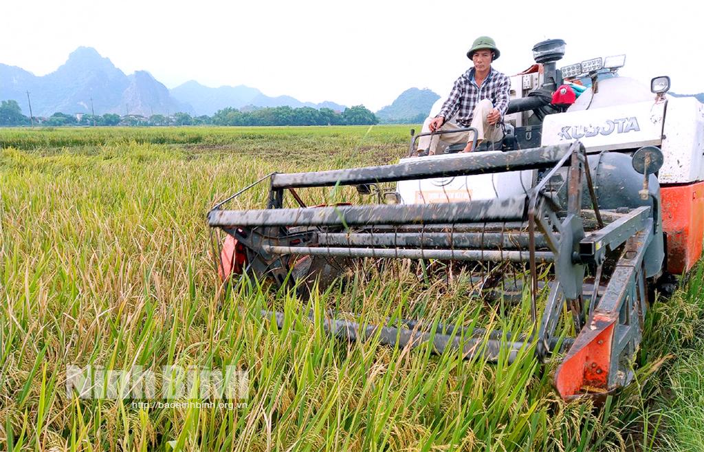 Gia Viễn: Thu hoạch nhanh lúa ngoài đê