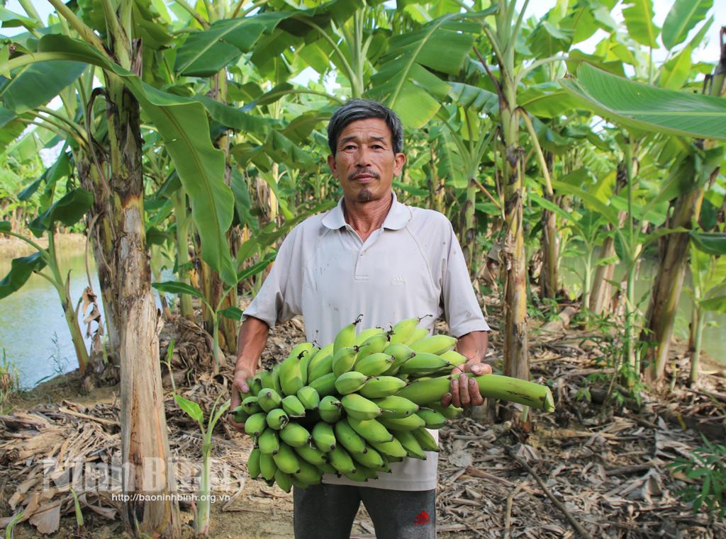 Lão nông bỏ túi nửa tỷ đồng mỗi năm từ trồng chuối Thái Lan