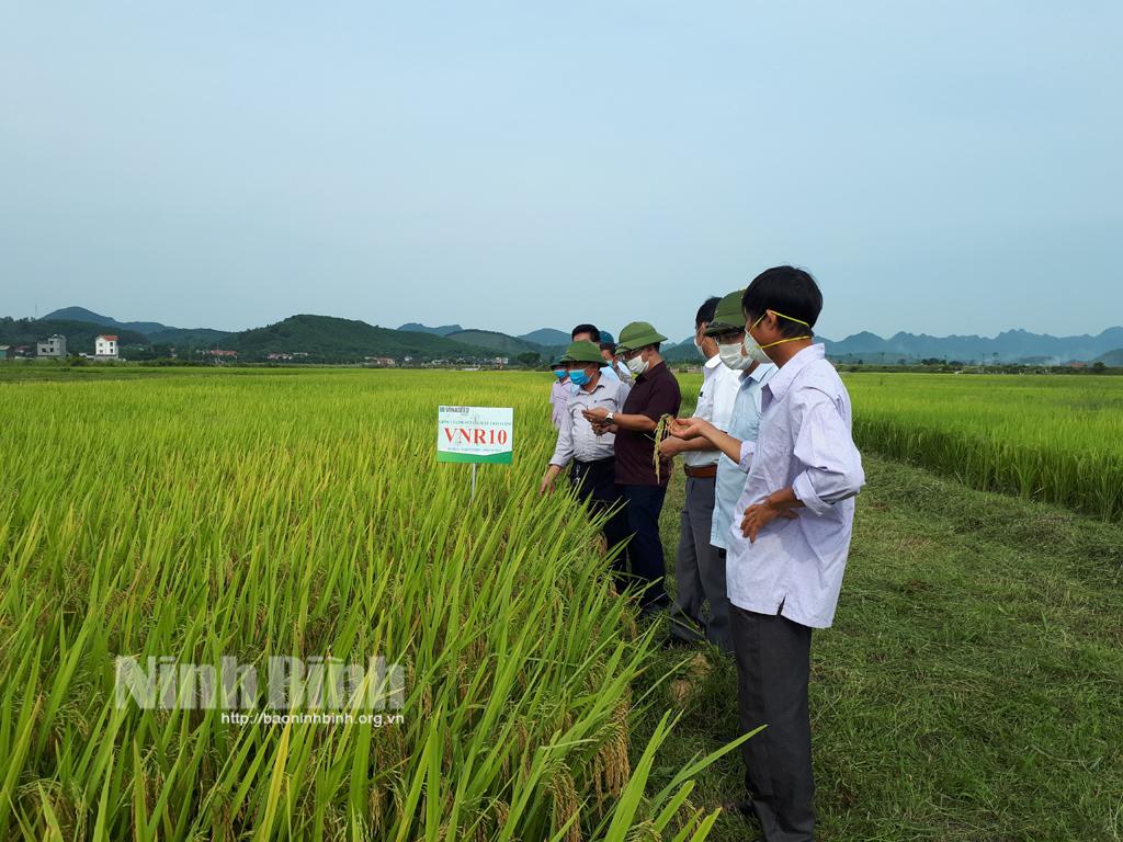 Nghiệm thu mô hình sản xuất lúa theo hướng hữu cơ