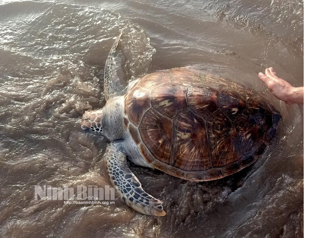 Thả cá thể rùa quý hiếm nặng gần 30 kg về với tự nhiên