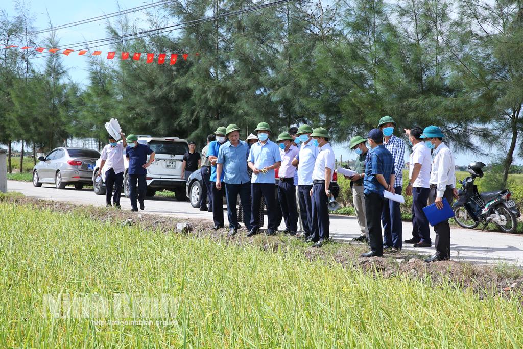 Giống lúa ST25 phù hợp với đồng đất Kim Sơn, cho năng suất, chất lượng vượt trội