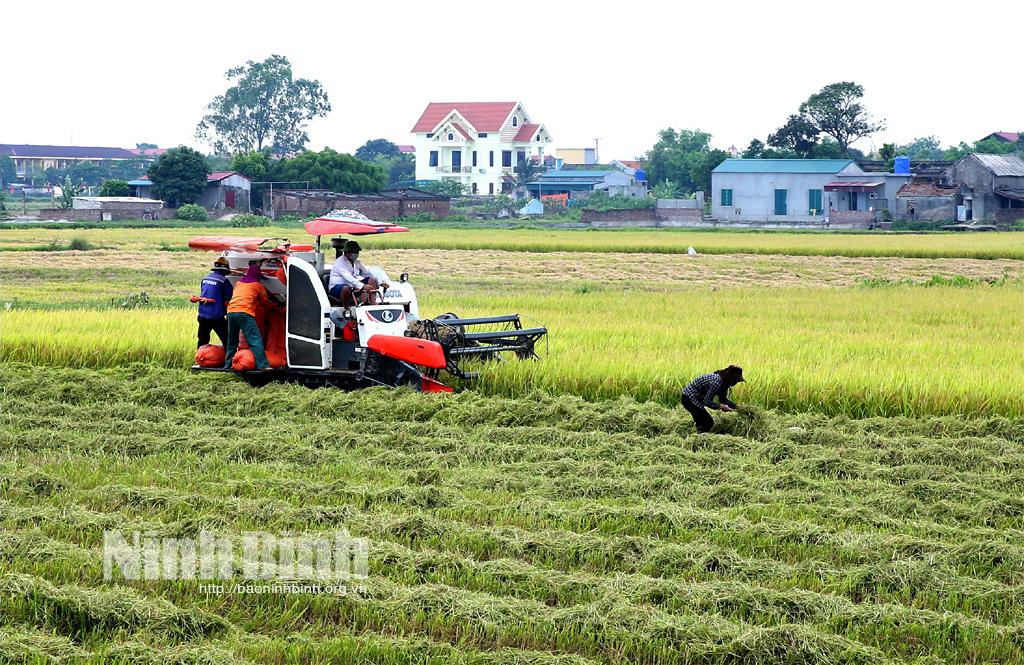 Lúa đông xuân được mùa trên diện rộng
