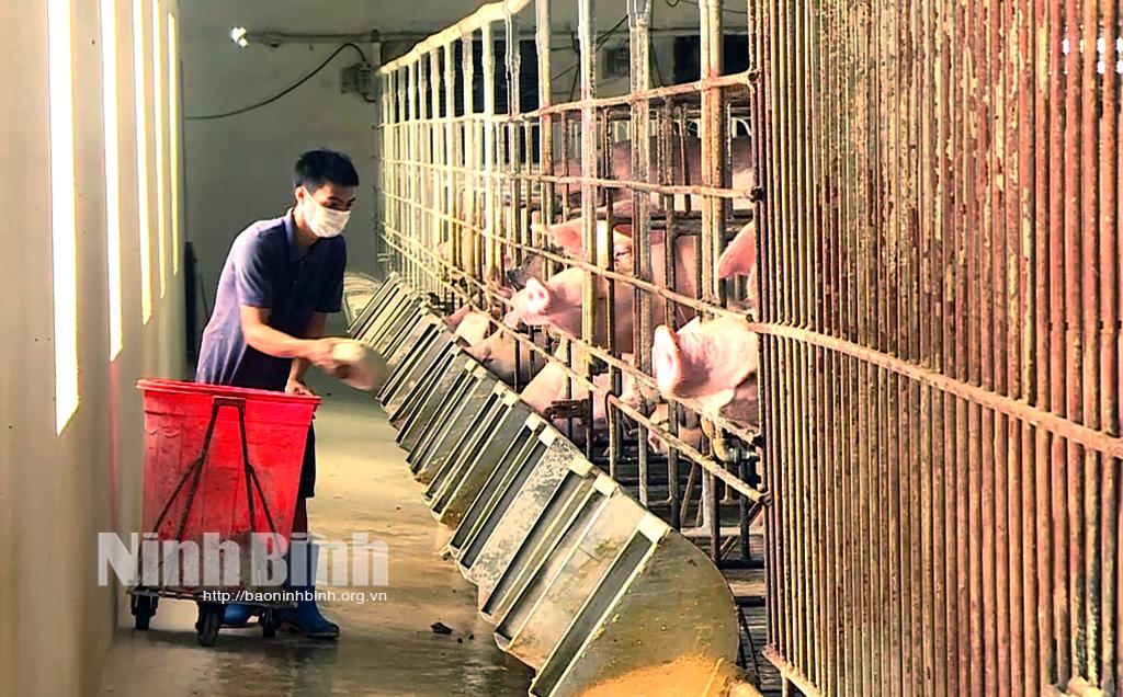 Chủ động giải bài toán giá thức ăn chăn nuôi tăng cao