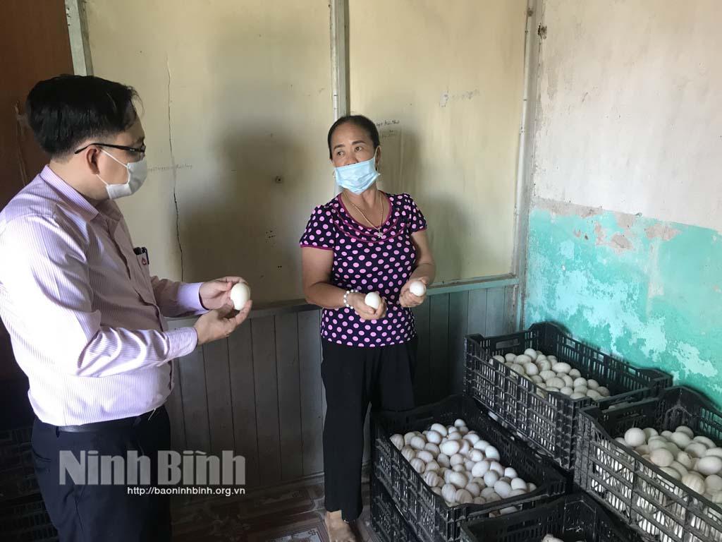 Nuôi vịt biển, hướng phát triển kinh tế ở vùng nước mặn Kim Sơn