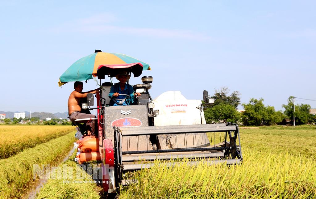 Hoa Lư gặt nhanh lúa, chuyển trọng tâm sang làm vụ mùa