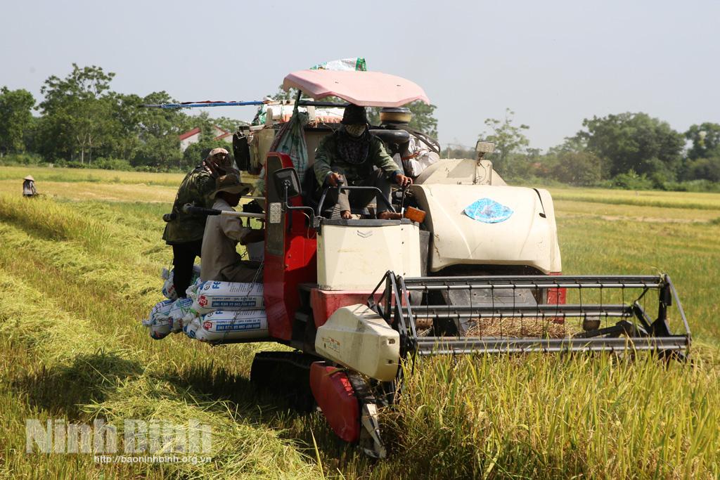 Nho Quan, cơ bản hoàn thành thu hoạch lúa đông xuân