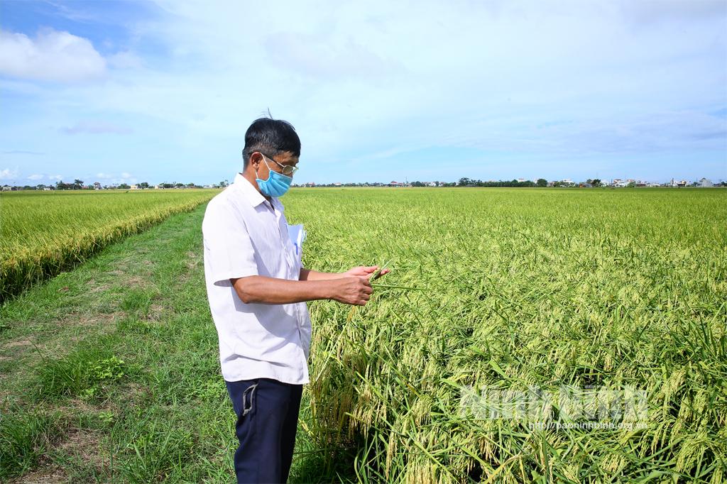 Giống lúa ngon nhất thế giới "bén duyên" với đồng đất Kim Sơn