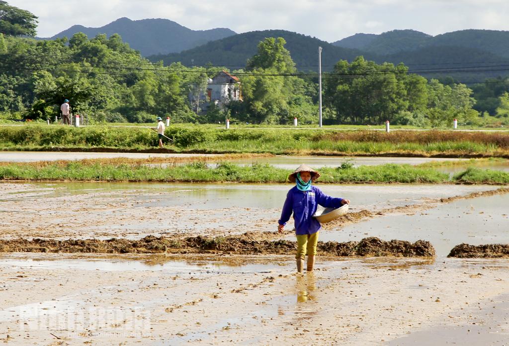 Nho Quan, tập trung gieo cấy lúa mùa trong khung thời vụ tốt nhất