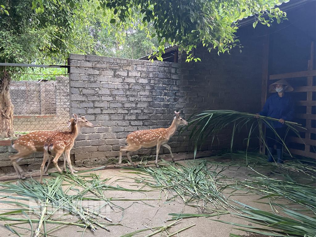 Mô hình nuôi hươu cho thu nhập hàng tỷ đồng ở Phú Long