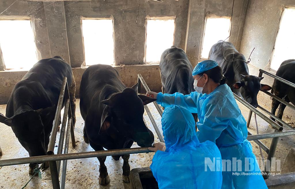 Đã cơ bản khống chế được bệnh viêm da nổi cục trên trâu, bò