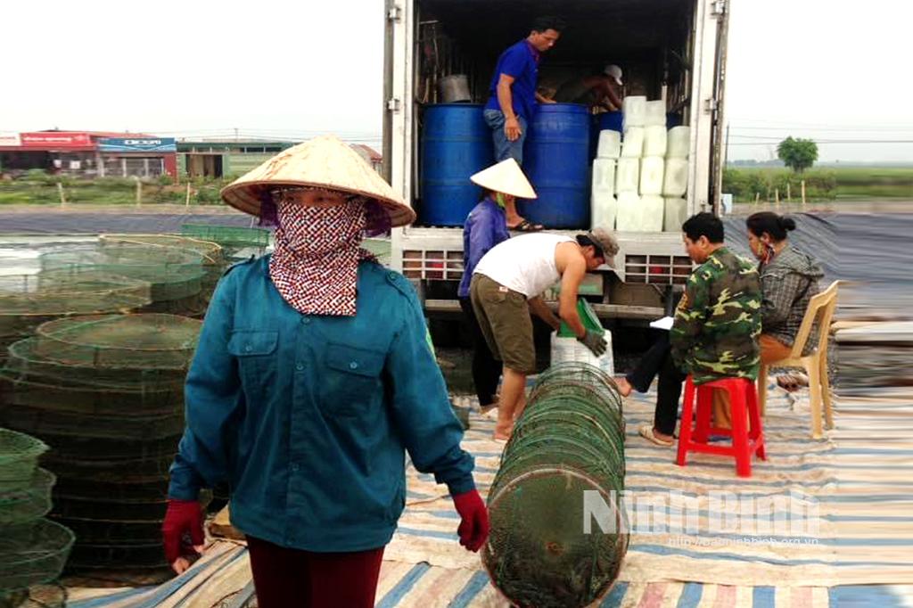 Tôm nước lợ vụ 1: Được mùa nhưng giá giảm mạnh