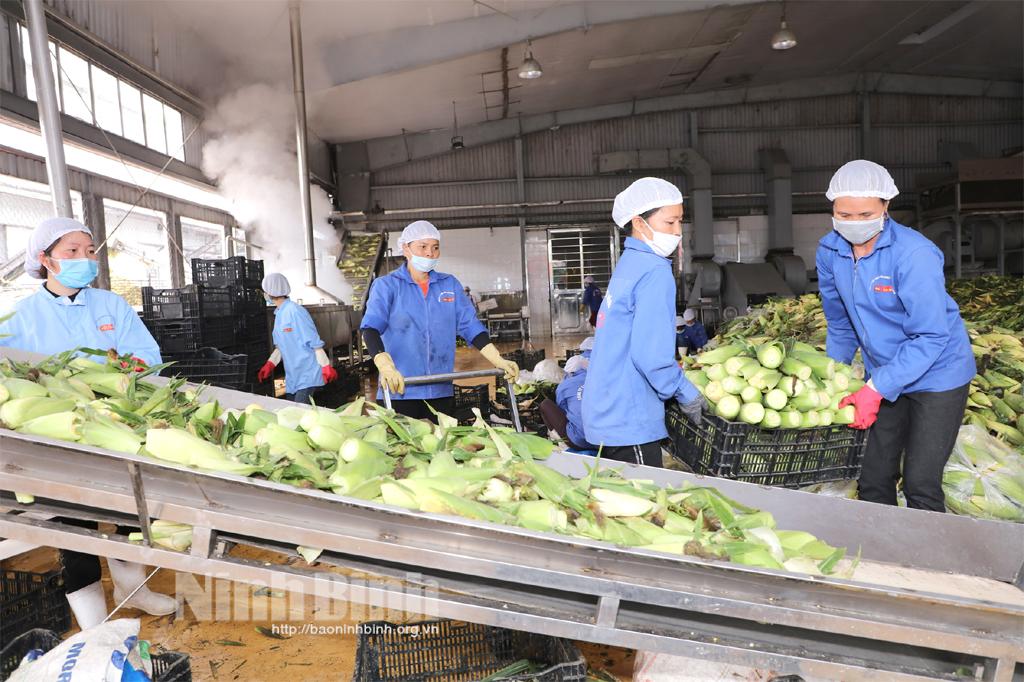 Kỳ 1: Nghị quyết 05 - Đòn bẩy để nông nghiệp Ninh Bình "chuyển mình" mạnh mẽ: Tư duy đột phá