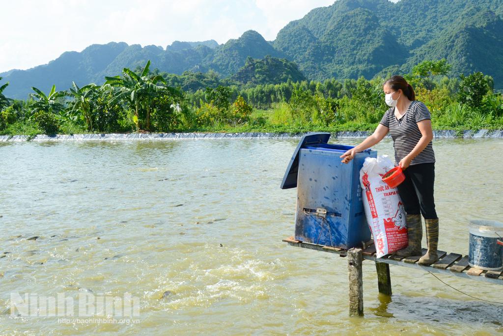 Làm giàu từ mô hình trang trại tổng hợp