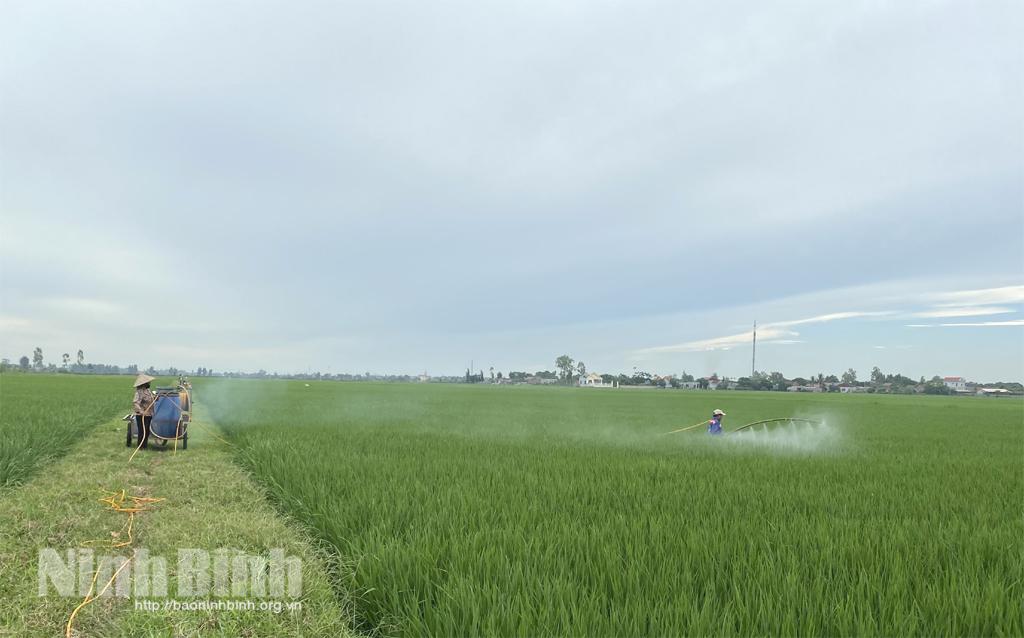 Kim Sơn khẩn trương gỡ khó cho sản xuất nông nghiệp trong giai đoạn giãn cách