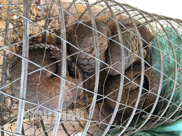 "Cầu" cứu hộ đặc biệt, đưa 4 cá thể tê tê về Vườn quốc gia Cúc Phương