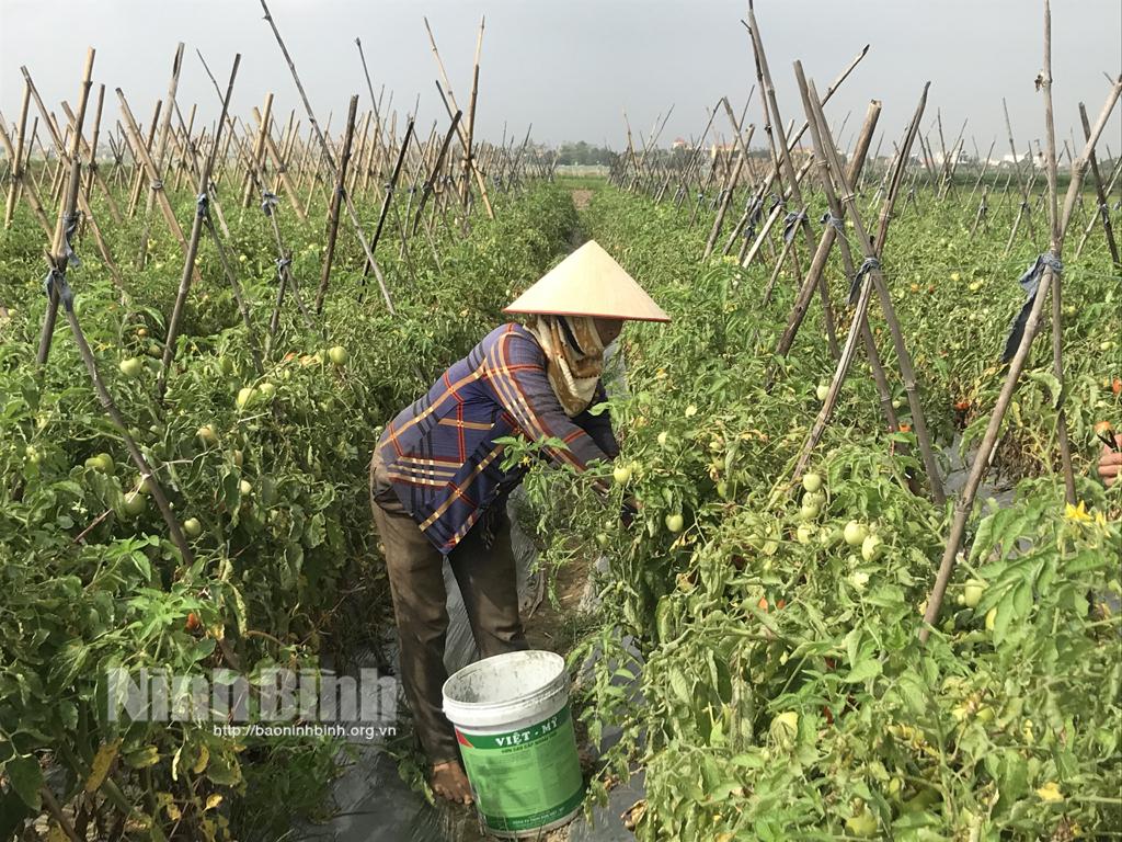 Động lực từ các chính sách hỗ trợ hợp tác xã phát triển