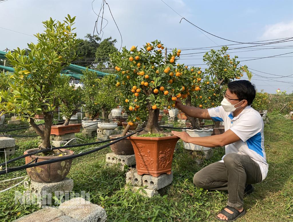 Độc đáo mô hình trồng quất bonsai ở Yên Thắng