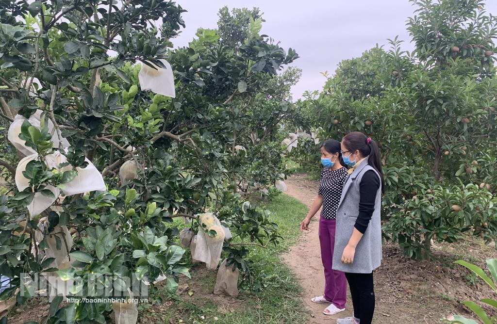 Mô hình trồng cây ăn quả kết hợp chăn nuôi cho hiệu quả kinh tế cao