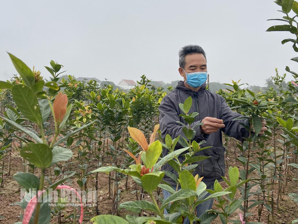 Mô hình trồng cây Mộc hương cho hiệu quả kinh tế cao tại xã Khánh Cường