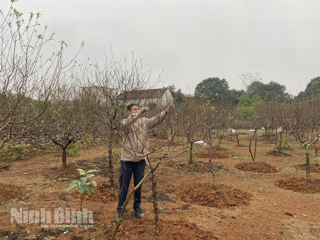 Cận Tết nhưng các vườn đào vẫn vắng bóng người mua