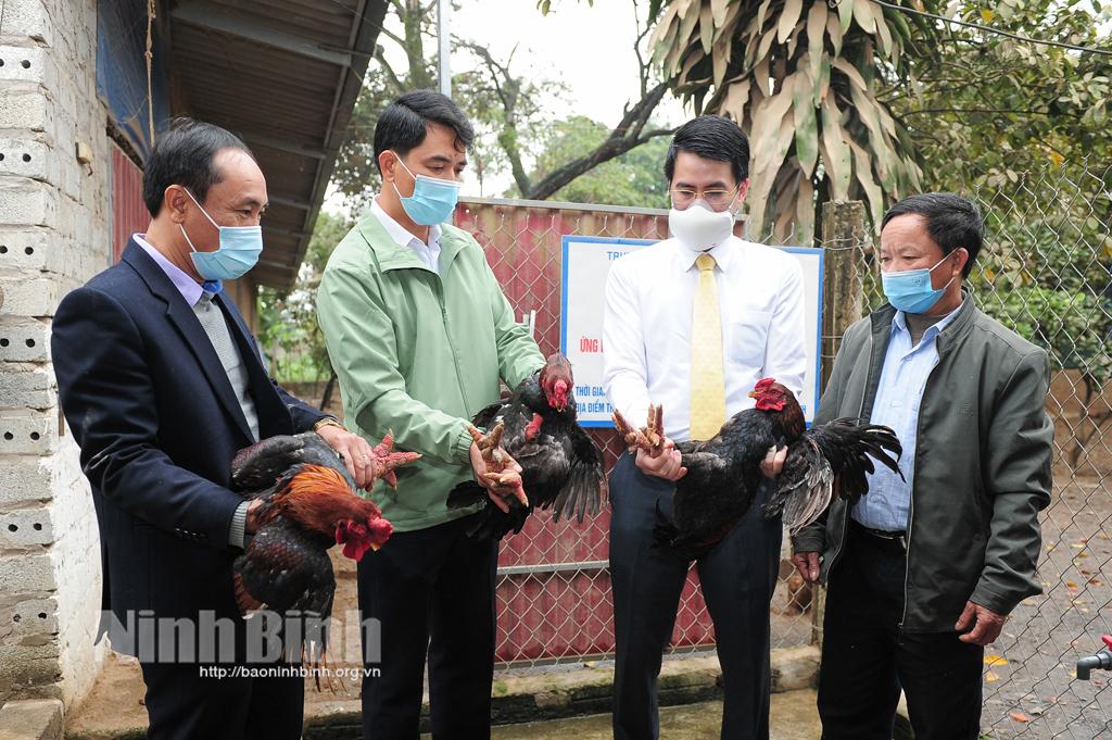 Khảo sát mô hình nuôi gà thịt theo hướng an toàn