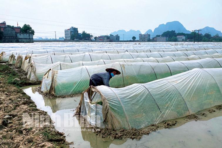 Tích cực chuẩn bị cho sản xuất vụ Đông Xuân