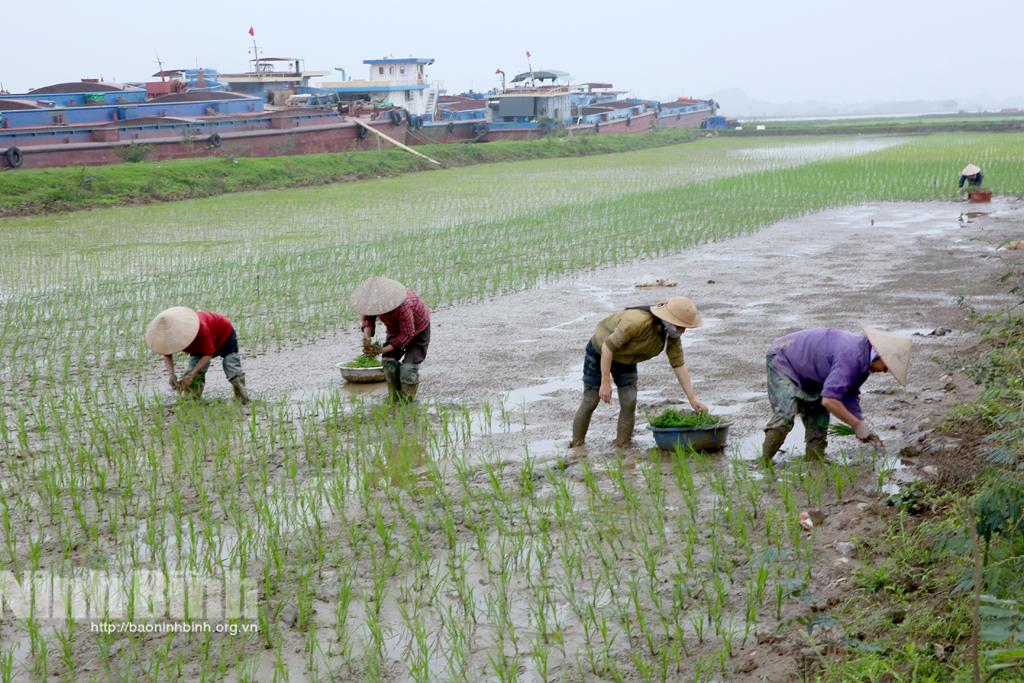 Gia Viễn chỉ đạo đẩy nhanh tiến độ sản xuất vụ lúa đông xuân