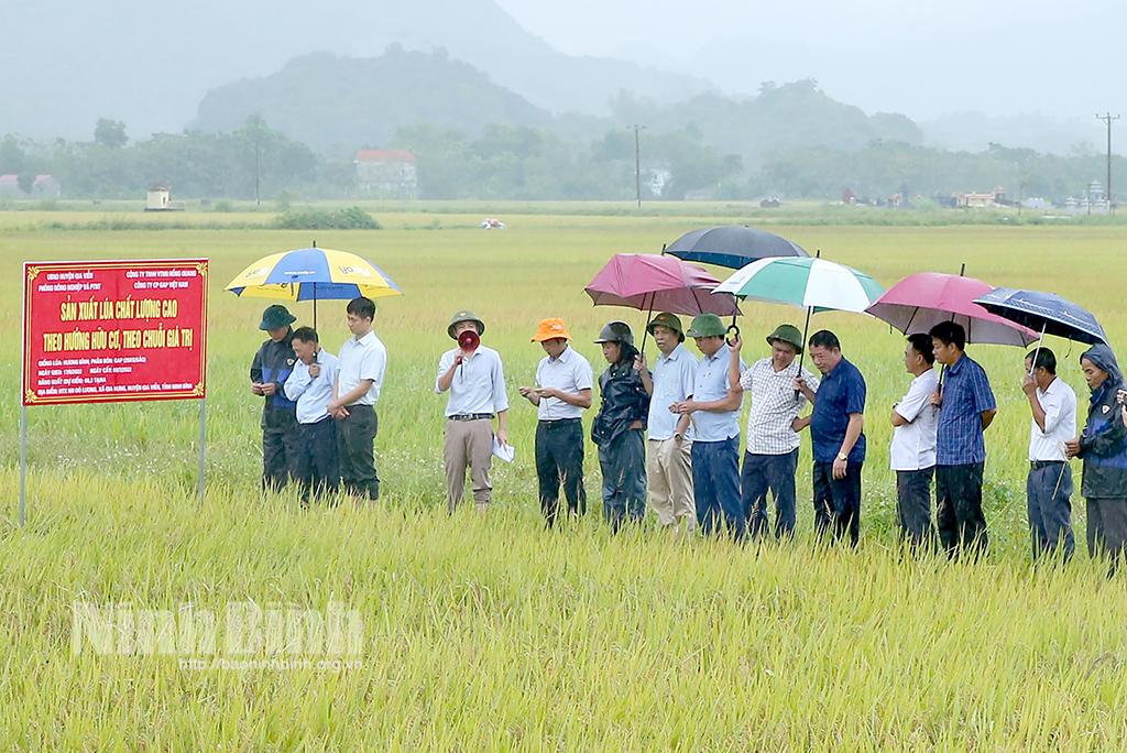 Đánh giá kết quả sản xuất lúa chất lượng cao theo hướng hữu cơ và chuỗi giá trị