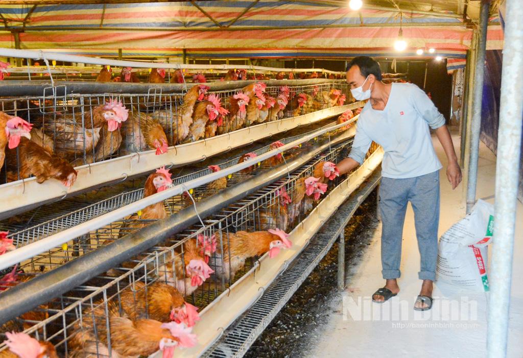 Chàng trai 8x thu nhập hàng trăm triệu đồng từ nuôi gà lai chọi