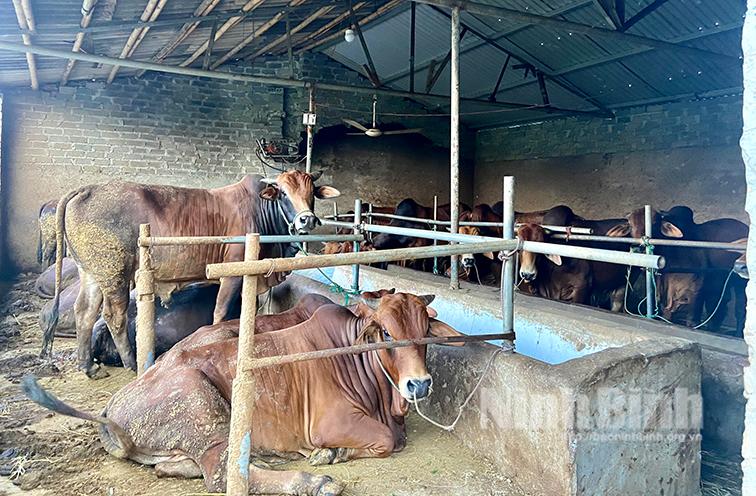 Người dân khốn khổ vì trại chăn nuôi gây ô nhiễm