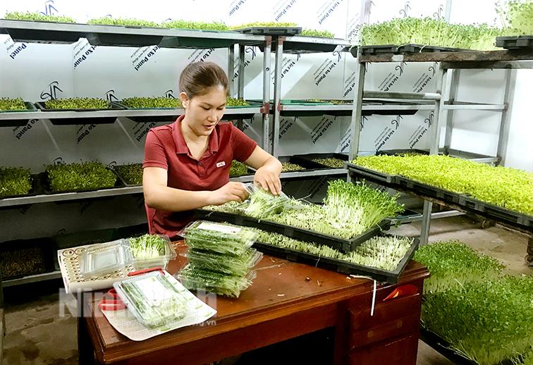 Yên Mô: Hỗ trợ nông dân dán tem truy xuất nguồn gốc - nâng tầm giá trị nông sản