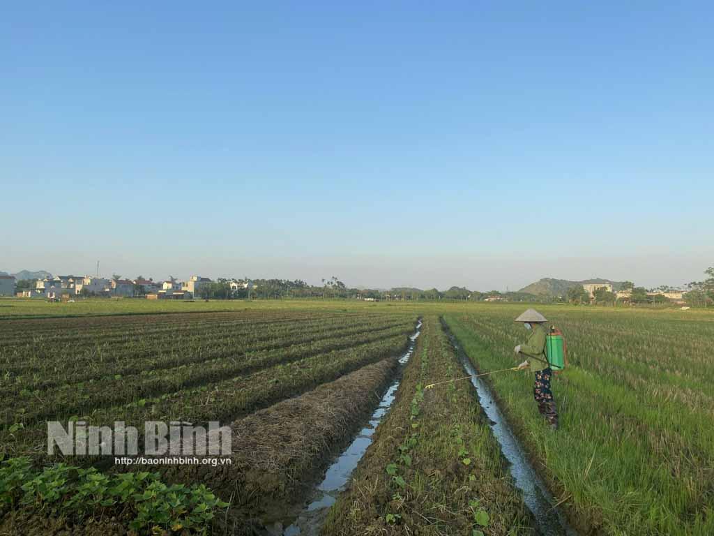 Nho Quan tập trung sản xuất vụ đông