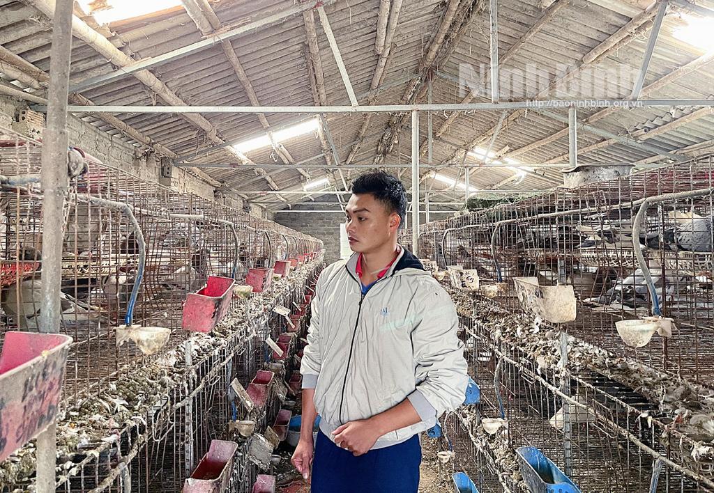 Làm giàu từ mô hình nuôi chim bồ câu lai Pháp