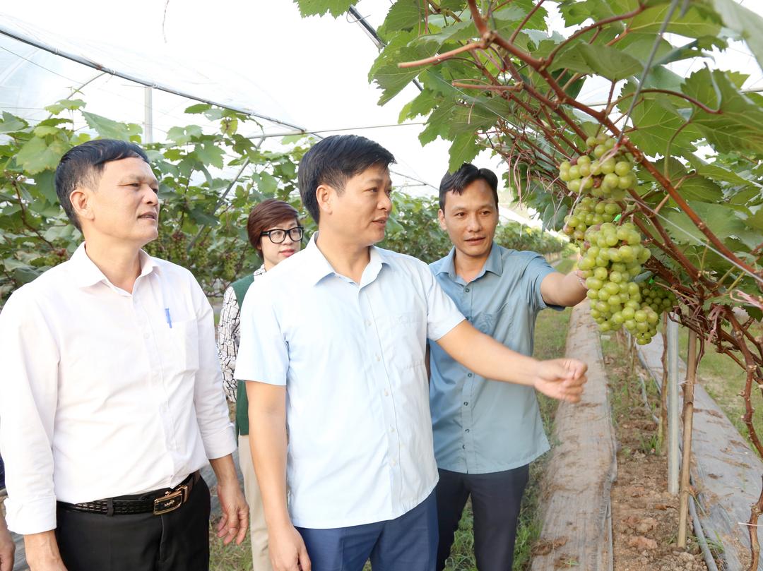 Trồng nho không hạt cho giá trị kinh tế cao, gắn nông nghiệp với phát triển du lịch